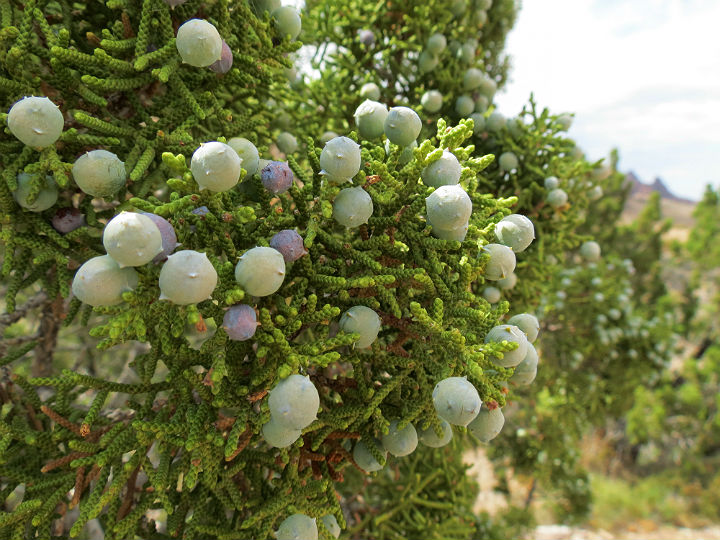 California Juniper